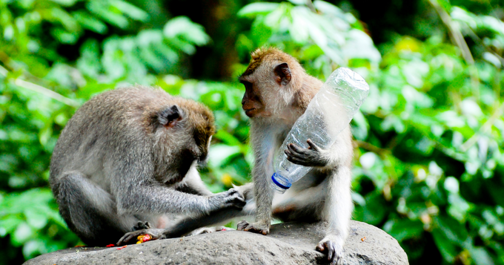 Sangeh Monkey Forest In West Bali